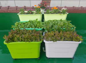 동대문구, 2026년 상자텃밭 756세트 분양…베란다에 ‘나만의 텃밭’ 기사 이미지