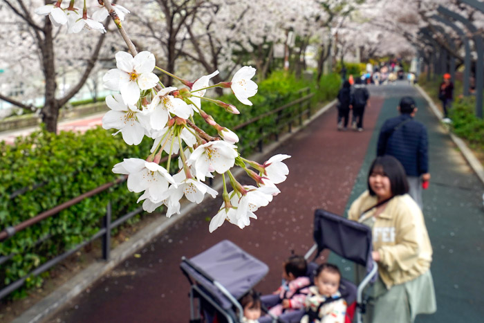 동대문구, 장안벚꽃안길에 벚꽃 만개…주말 봄꽃축제 개최 기사 이미지