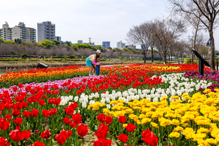 동대문구 중랑천, 튤립으로 물든 봄길 기사 이미지