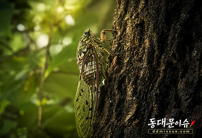매미는 권력 곁에서 울지 않았다
