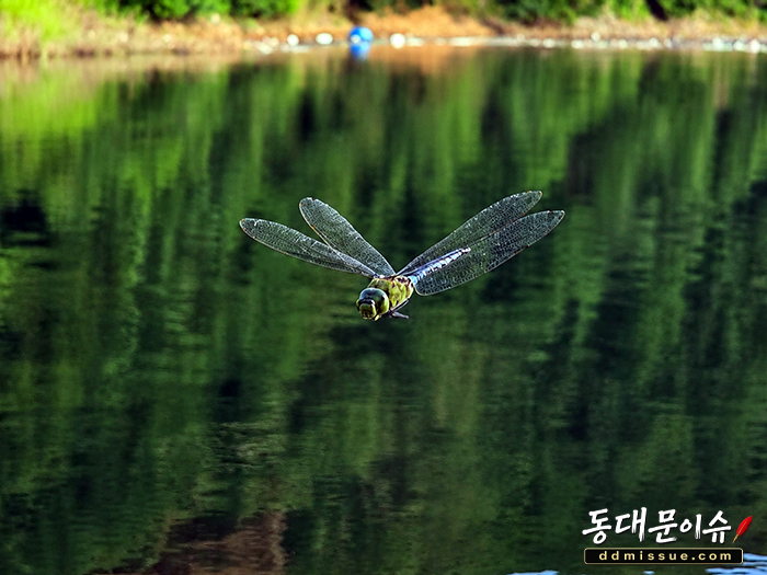 선풍기 켜자 대형 잠자리 ‘돌진’…경쟁자로 착각했나